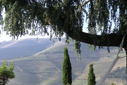 Quinta Nova