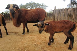 Ovelhas dos Camarões