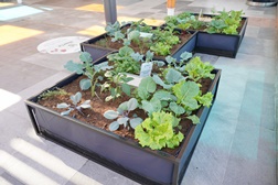 Garden Talk - Aprenda a cuidar da horta no Inverno com o Aqua Portimão