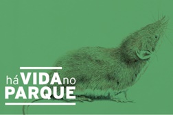 Descubra os micromamíferos residentes no Parque de Serralves