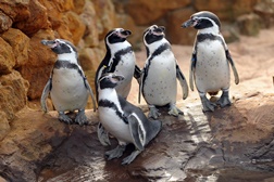 Sea Life Porto apresenta família de pinguins com visitas gratuitas