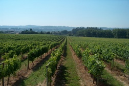 Escanções americanos e importadores europeus visitam região dos vinhos verdes