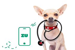 App ZU já permite agendar consultas e marcar serviços como banhos e tosquias para cães e gatos