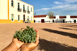 Saborear o Alentejo nas vindimas de Torre de Palma