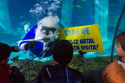 Pai Natal dos Oceanos volta a mergulhar no Sea Life Porto