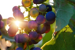 Duetos: Vinhos e Petiscos do Alentejo