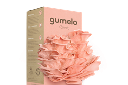 Gumelo Djamor