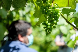 Quintas de Melgaço estreia programa de vindimas