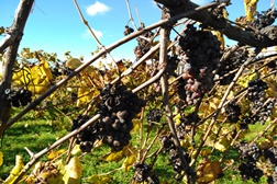 Vindima tardia nas Quintas de Melgaço