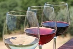 Odemira recebe prova de vinhos do Litoral Alentejano
