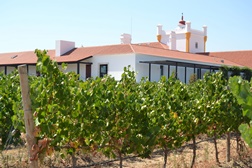 Participe nas vindimas do Torre de Palma Wine Hotel