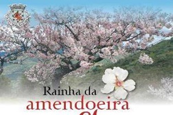 Amendoeira em Flor é "rainha" em Figueira de Castelo Rodrigo até ao dia 9 de Março