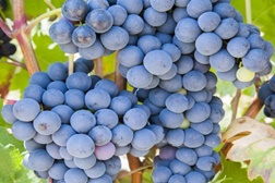 Quinta de Lemos e Restaurante Mesa de Lemos participam na festa das vindimas “Viseu & Vinho Dão Festa” - Oportunidade para vindimar na Quinta de Lemos, provar os seus vinhos exclusivos e ainda de provar o menu de degustação do restaurante ‘Mesa de Lemos’