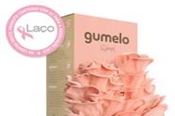 Gumelo apoia a Laço Vendas do “Gumelo Djamor” ajudam no combate ao cancro da mama