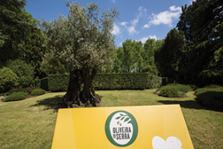 Open Day Oliveira da Serra - Parque de Serralves