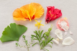 A nossa ligação com as plantas - Aprendizagem não-formal
