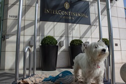 Leve o seu amigo de quatro patas consigo para o InterContinental Lisbon