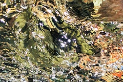 Bee Bantug