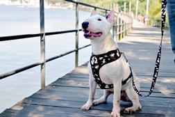 Dashi apresenta os acessórios mais irreverentes para o seu amigo de quatro patas