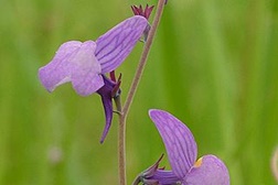 Linaria Ricardoi