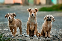 AirBnB vai levar cães abandonados a passear em Matosinhos - Apresentação do projeto no âmbito do Dia Mundial do Turismo