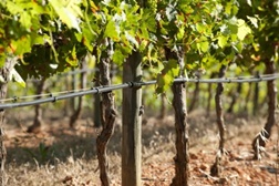 Sogrape Vinhos poupa 20% de água na Herdade do Peso