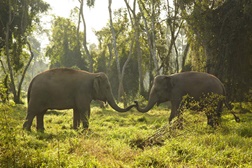 Anantara Golden Triangle desafia clientes a fazerem passeios com elefantes