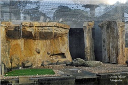 Habitat lontras asiáticas