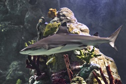 Sharklife: Mitos, verdades e novas espécies no Sea Life Porto