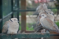 Rola-Turca ou Rola-de-Colar é o animal do mÊs de Abril no Parque Biológico da Serra da Lousã