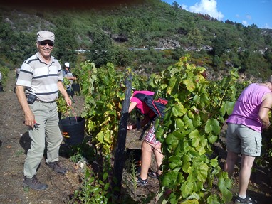  QUINTA DE FIÃES VINDIMAS