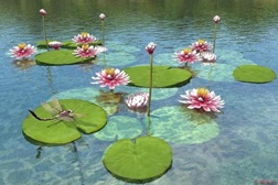 O significado das flores no Museu do Oriente