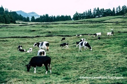 LactAçores apresenta a sua nova imagem gráfica e o seu novo site onde reflete a essência dos Açores
