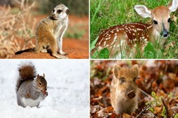 “Animais Bebés e os seus Amigos” para conhecer no Odisseia