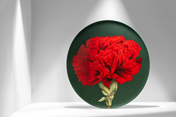 Vista Alegre junta-se às comemorações do 25 de Abril - Edições especiais Prato Cravo e Nova Vida 