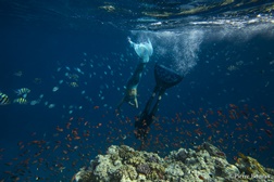 Canal Odisseia assinala Dia Mundial dos Oceanos