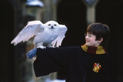 Biggs exibe saga completa de "Harry Potter"