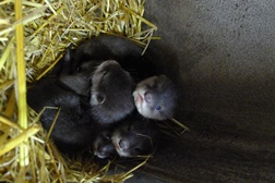 Mais 4 Lontras nascem no Fluviário de Mora