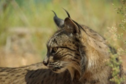 Castelo de Silves acolhe exposição "No caminho do lince ibérico"