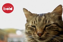 Gatos
