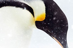 O Imperador - A Marcha dos Pinguins 2