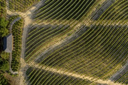 Vindimas no Valverde Santar Hotel & Spa - Um regresso às raízes do Dão, com sofisticação e autenticidade