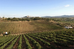 Adega do Monte Branco distinguido com 'Ouro' em concurso do Crédito Agrícola