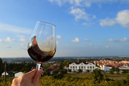 Rota dos Moscatéis - Quinta do Piloto revela segredos de moscatéis raros e preciosos