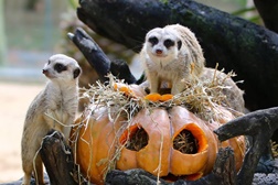 Este Halloween, há um habitat assombrado à espera de ser descoberto no Jardim Zoológico - Parecem arrepiantes, mas são fascinantes