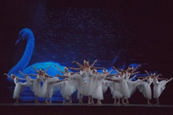 "O Lago dos Cisnes" fecha temporada 2017 do Teatro Municipal Joaquim Benite - Almada