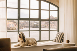 Nove Hotéis pet-friendly para levar os patudos de férias - Aqui poderá levar o seu fiel companheiro de quatro patas