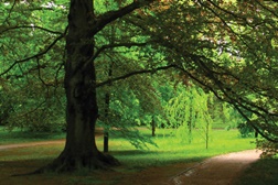 Visita Temática: As Fagáceas do Parque de Serralves