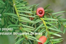 Quercus apresenta publicamente o Projecto LIFE TAXUS