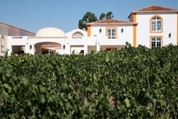 Vinho estremocense Monte da Pestana Branco 2013 premiado no 1º Concurso de Vinhos do Crédito Agrícola